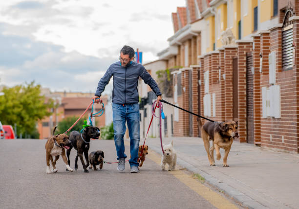 Become a Dog Walker